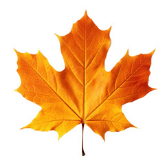 Fototapeta premium Autumn colored fall leaf isolated.