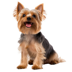 Yorkshire Terrier steel gold color isolated