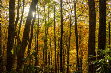 Fototapeta na wymiar Sunburst Breaks Through Thick Yellow Forest In The Fall
