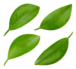 Leaf citrus isolated on a white