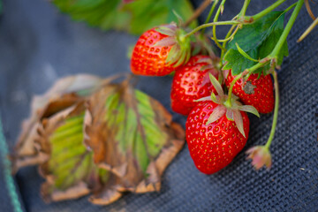 Strawberry on tle plant | Truskawka na bylinie - obrazy, fototapety, plakaty
