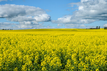 Obraz premium Bright yellow canola fields under a blue sky with white clouds