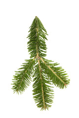Obraz premium Spruce branch isolated on white background. High resolution photo.