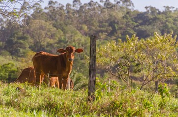 Brown ox on pasture near farm fence in rain forest.