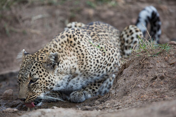 leopard