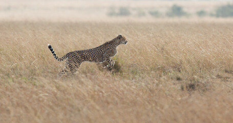 cheetah hunting