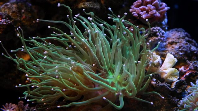 lps torch coral frag grow on live rock, healthy active animal move long green tentacles in flow, reef marine aquarium, popular fluorescent pet in LED actinic light, hard pet for experienced aquarist