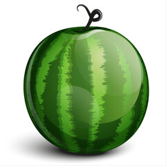 Watermelon vector on white background