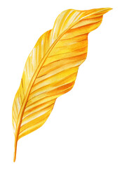 Yellow leaf, watercolor hand painted illustration, tropical gold palm leaf isolated background for design, print, fabric