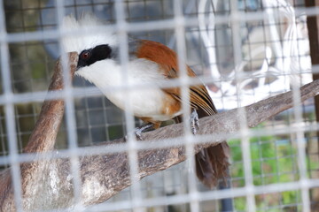 White-crested Laughing Thrush in cage photograph used as illustration 