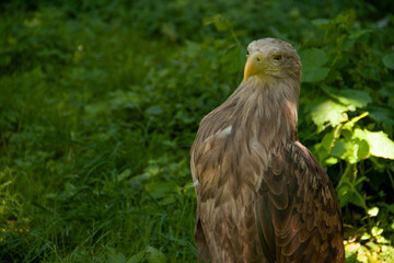 eagle