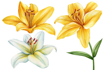 Colorful lilies, set flowers on an isolated white background, watercolor botanical painting illustration. Greeting card - obrazy, fototapety, plakaty