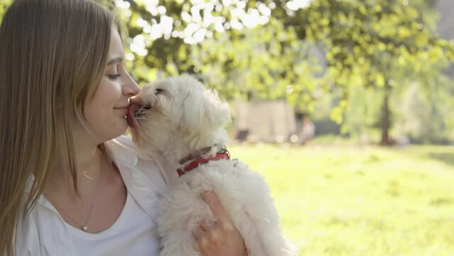 The dog licks the woman's face. The girl is licked by her pet in nature in the park. Hot summer day, Love and friendship of man and animal. White little dog in the arms of a woman.