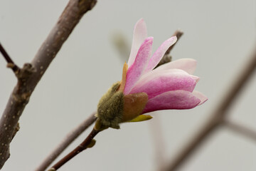 Emerging Magnolia - a magnolia bloom in spring