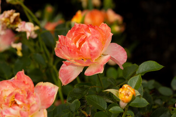 Peach - a peach rose with orange background flowers