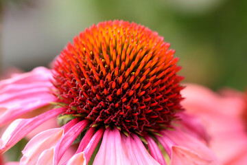 Close up of Echinacea Mooodz Motivation.