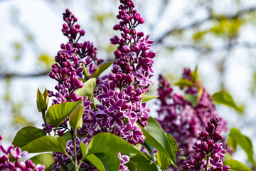 Fototapeta premium Two-tone Lilac - an unusual hybrid lilac