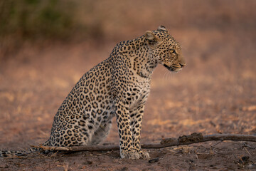 Leopard sits on sandy ground near branch