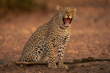 Leopard sits yawning on sand near log