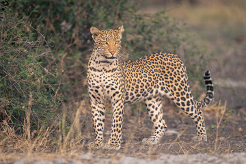 Leopard stands by leafy bush turning head