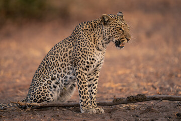 Leopard sits on sandy ground opening mouth