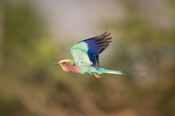 Lilac-breasted roller flies past trees lifting wings