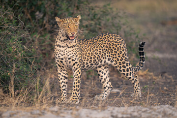 Leopard stands by leafy bush opening mouth