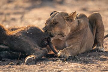 Lioness lies chewing rump of buffalo carcase