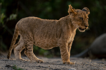 Naklejka premium Lion cub stands staring on sandy ground