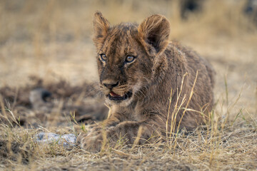 Lion cub lies in grass staring ahead