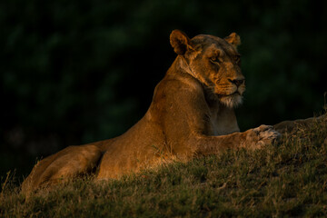 Lioness lies on grassy bank near woods