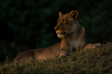 Lioness lies on grassy mound near woods