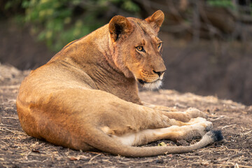 Fototapeta na wymiar Lioness lies on muddy bank looking right