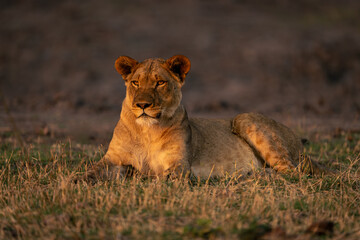 Lioness lies on grassy floodplain with catchlights