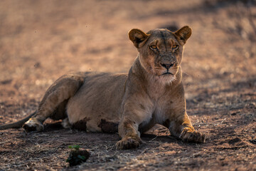 Lioness lies on sand covered in flies