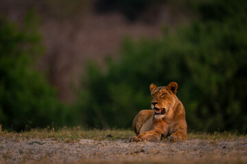 Lioness lies on sandy ground opening mouth