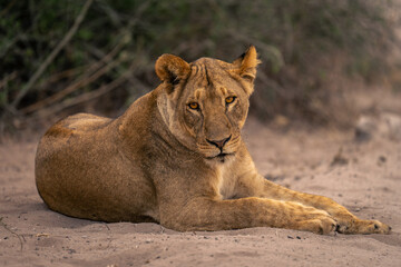 Lioness lies on sandy ground by bush