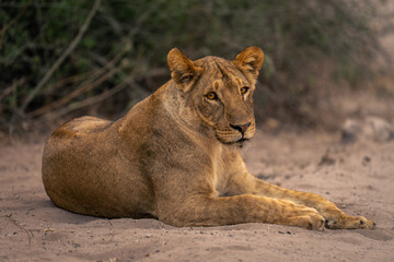 Fototapeta na wymiar Lioness lies on sandy ground by bushes