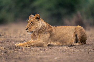 Lioness lies on sandy ground by trees