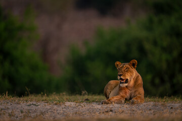 Lioness lies on sandy ground near bushes