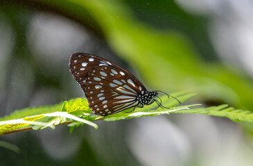 Butterflies in the butterfly park of Selçuk District, Konya Province