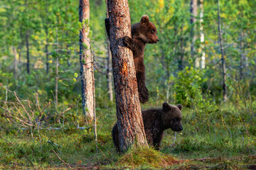 brown bear cub