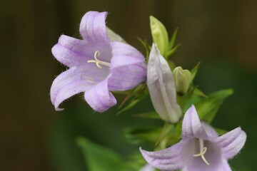 Lilac flower of Campanula broadleaf, Campanula latifolia, close-up