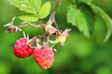 Raspberries on a branch of a bush