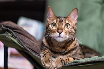 家でくつろぐ猫　ベンガルキャット