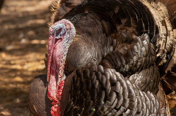 Turkey portrait close up view at a coop.
