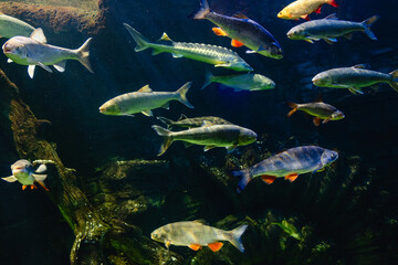 Fototapeta na wymiar Various river fish swim in a large aquarium in the oceanarium