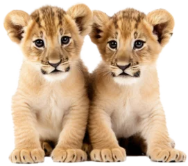 Gardinen Two cute african lion cubs cuddeling together isolated on a white background as transparent PNG, baby animals © Flowal93