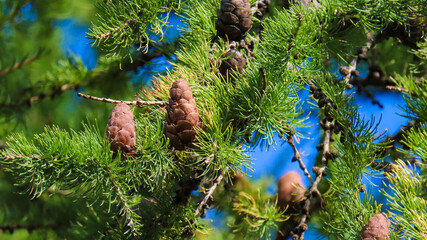 spruce branches with cones
