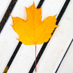 leaf on the bench